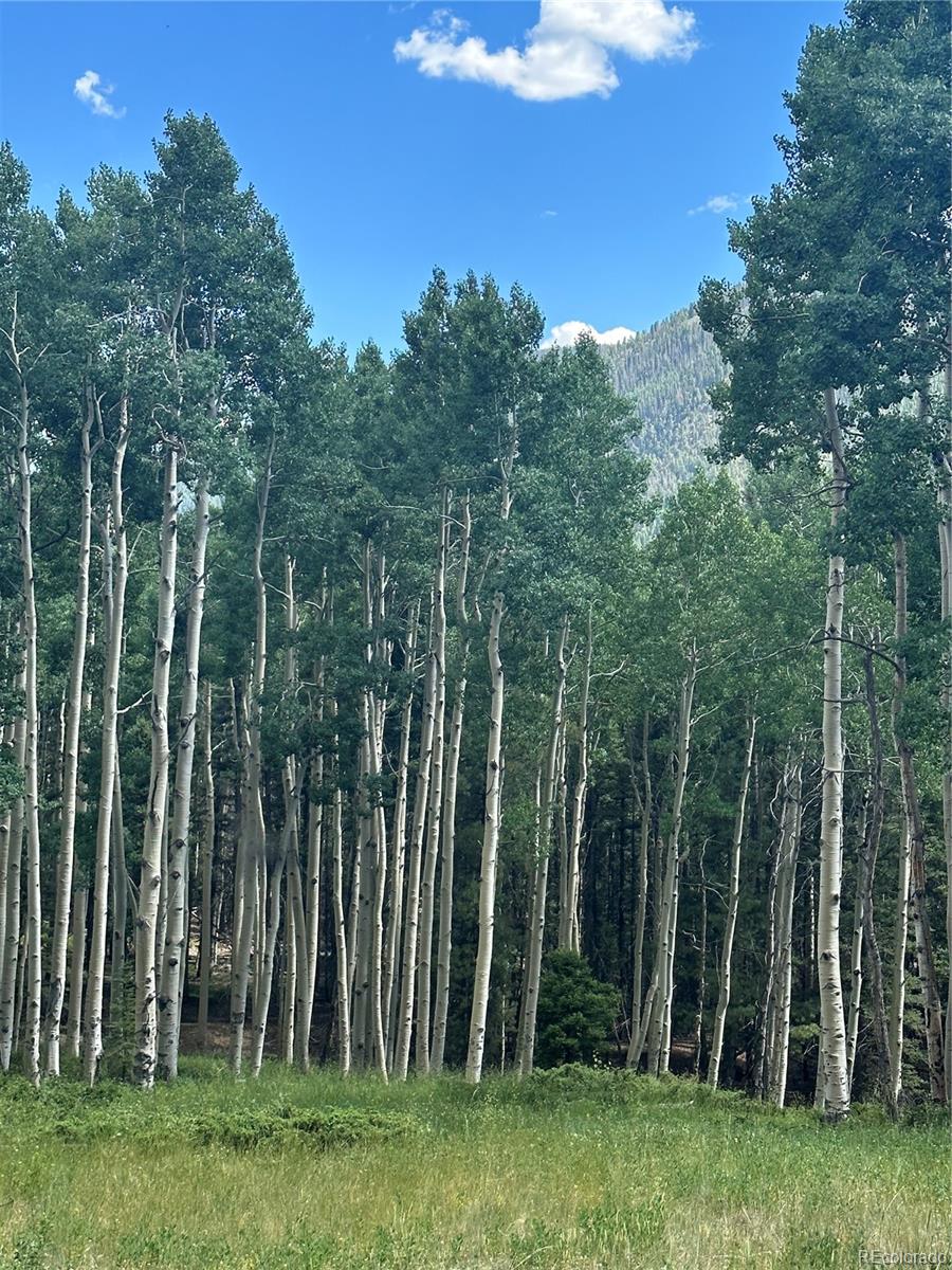 Calkins St, Jasper, CO 81132