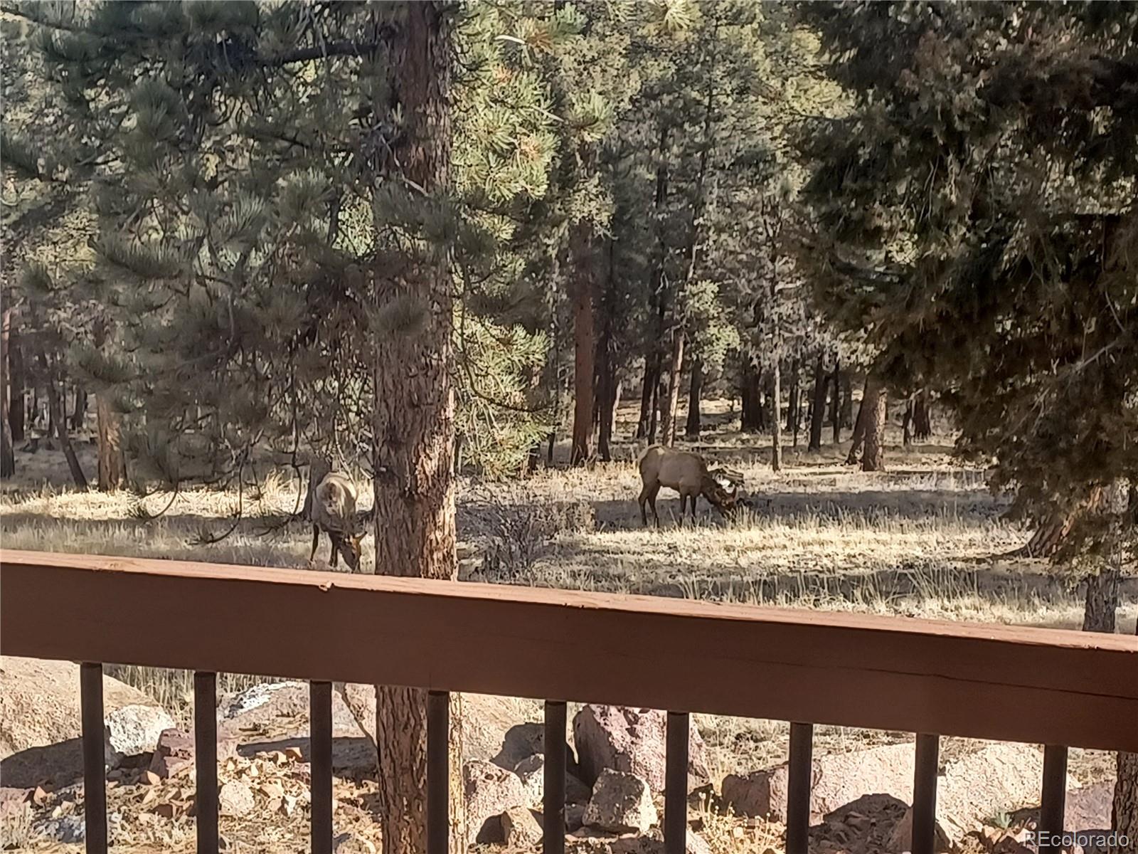 489 Trail Creek Rd, Lake George, CO 80827