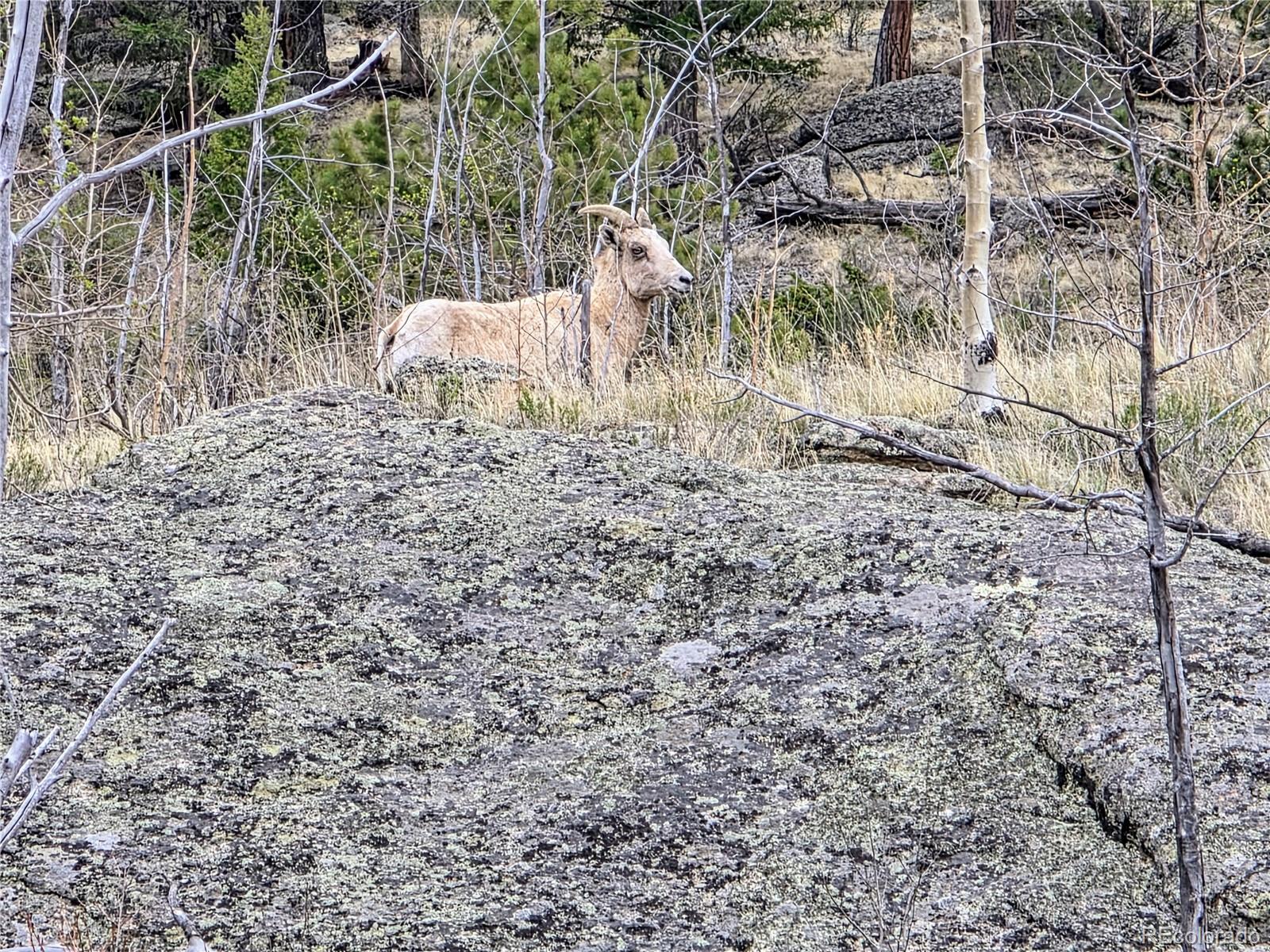 2182 Puma Hills Rd, Hartsel, CO 80449
