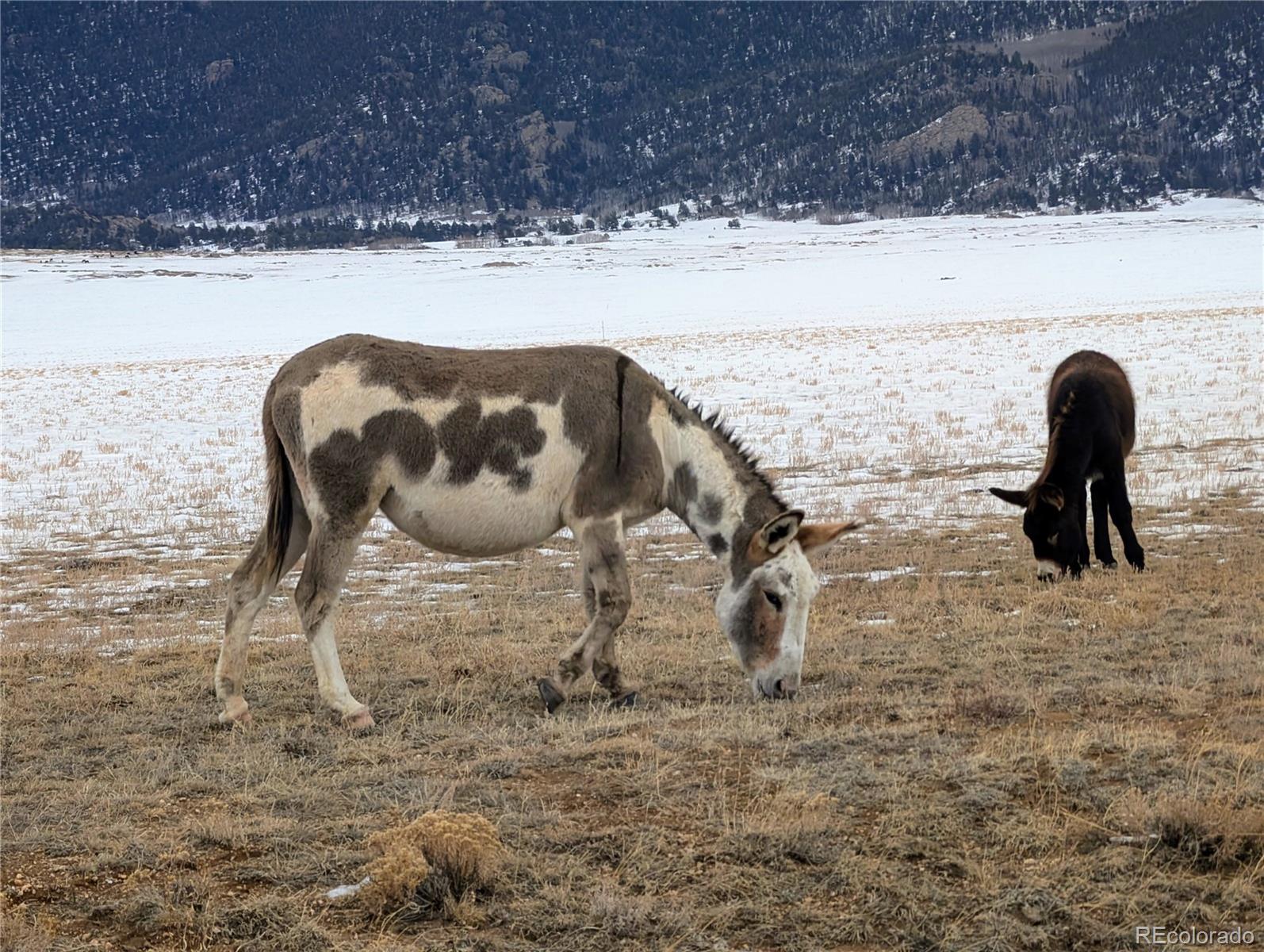 00 High Creek Dr, Hartsel, CO 80449