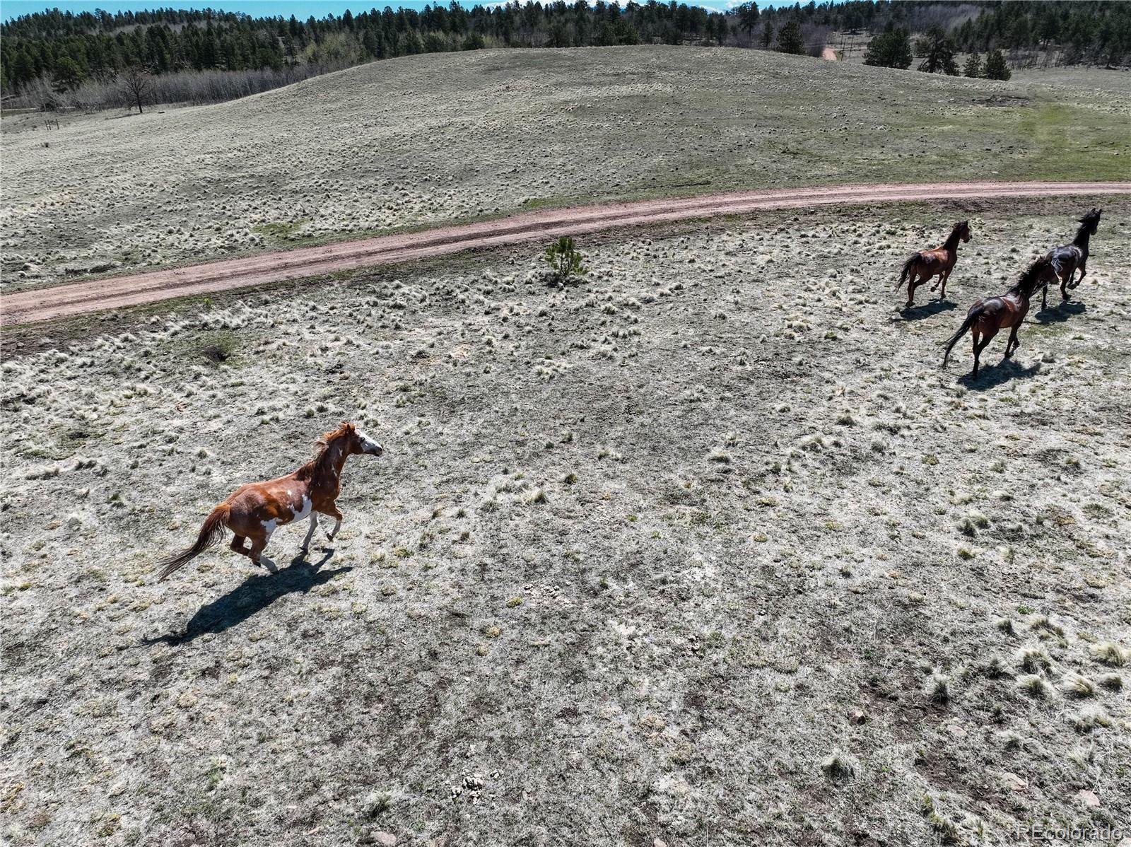 777 Deerview Dr, Florissant, CO 80816