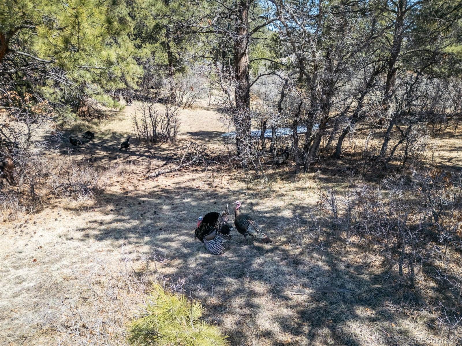 8650 Spruce Mountain Rd, Larkspur, CO 80118