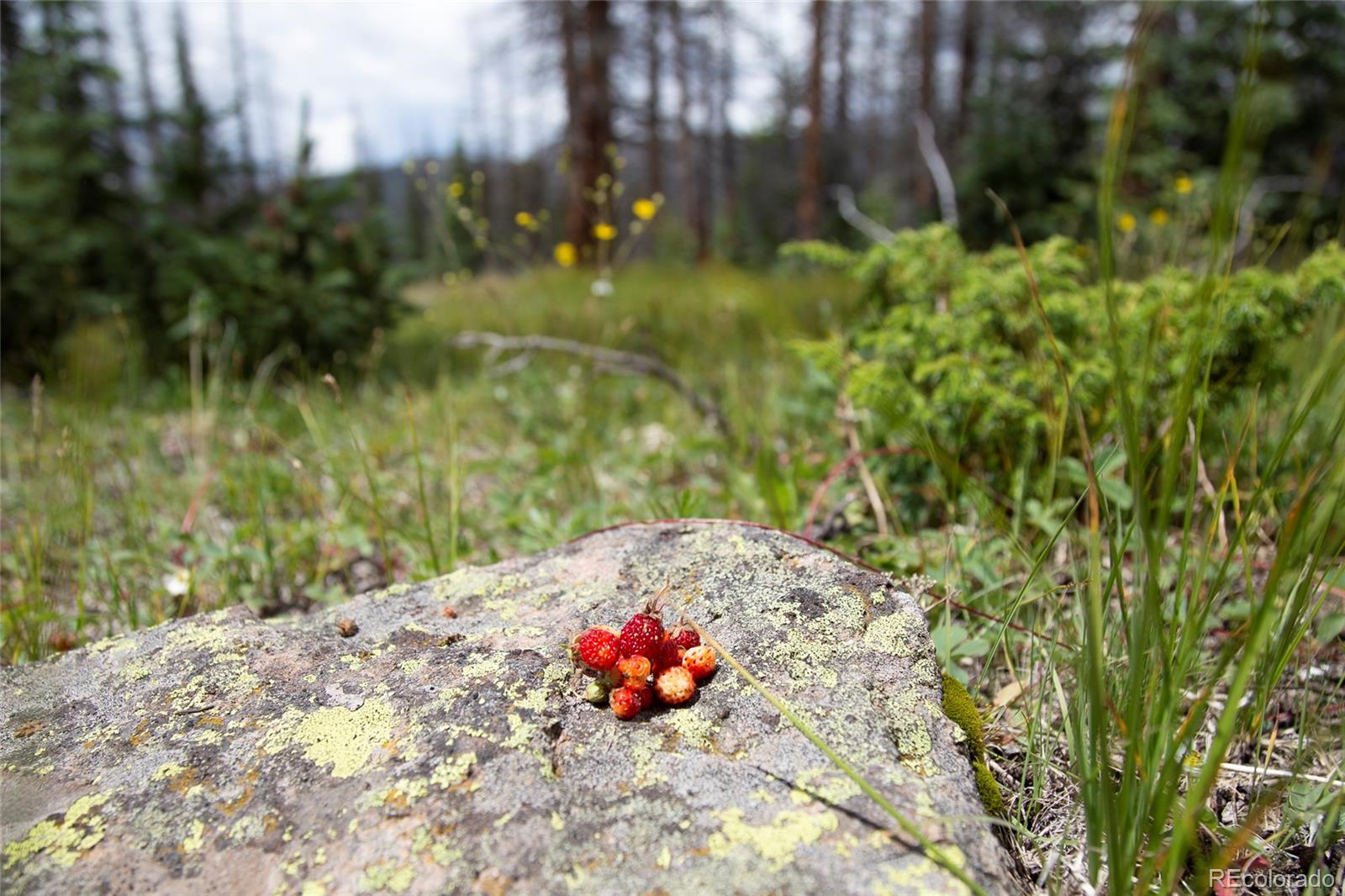 Tbd Forest Rd 503, Creede, CO 81130