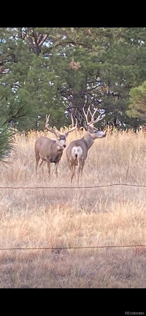 23967 High Timber Ln, Agate, CO 80101