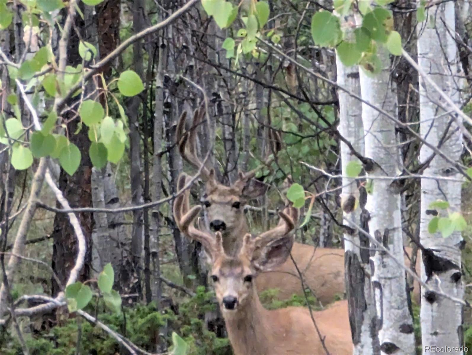 2413 County Road 403, Florissant, CO 80816