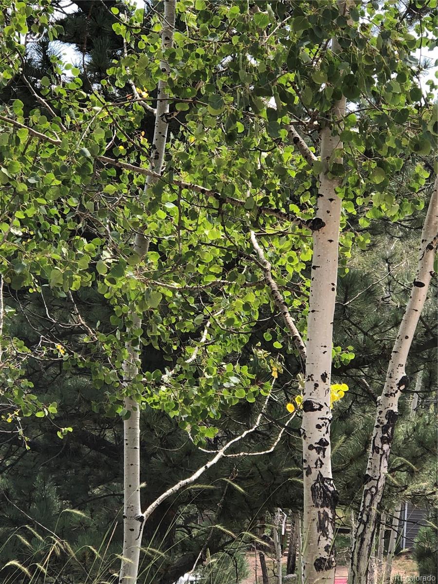 195 Osoeola Rd Lot L90 B18, Woodland Park, CO 80863