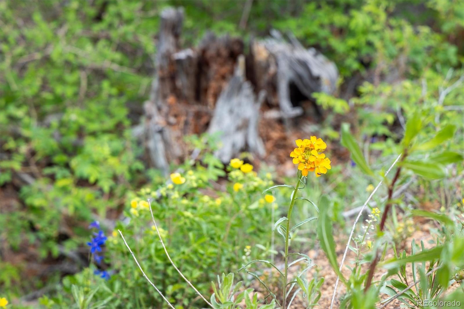 1259 Chute Rd, Golden, CO 80403