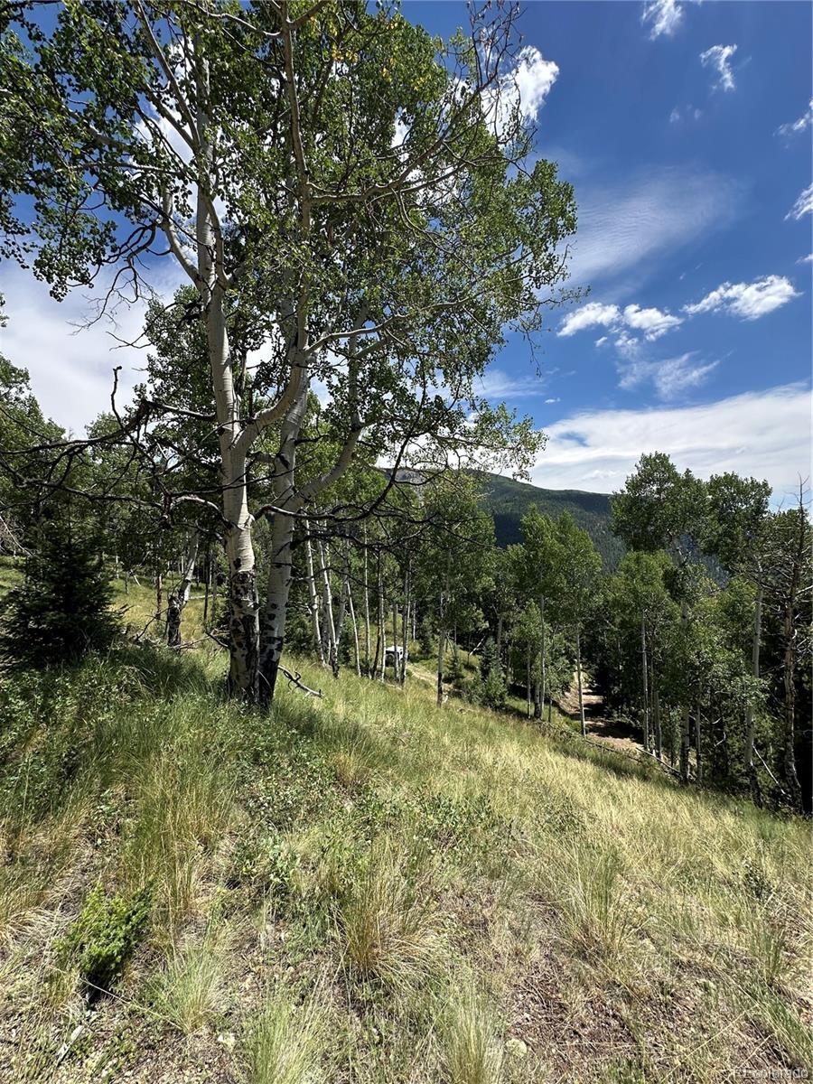 Calkins, Jasper, CO 81132