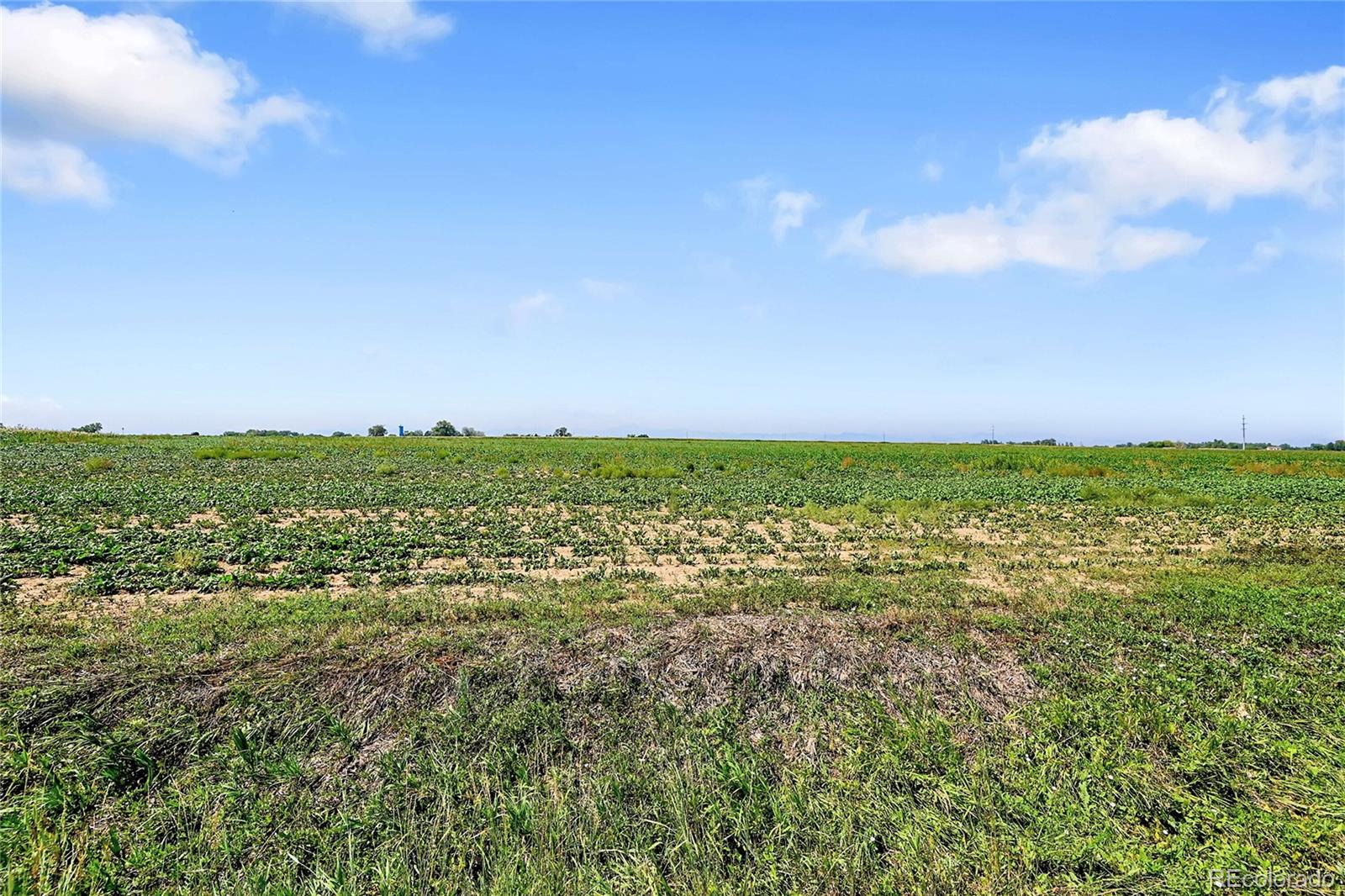 16071 Ginger Ave, Mead, CO 80542