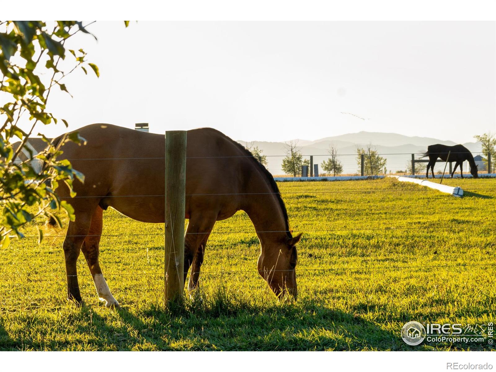 7755 Valleyview Cir, Windsor, CO 80550