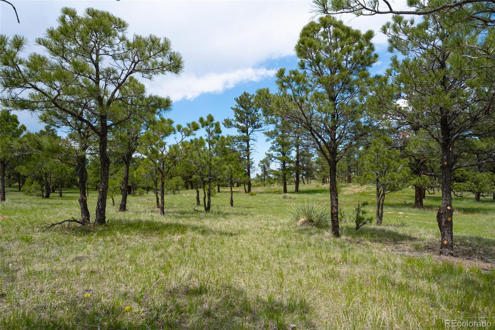 Parcel #5 County Road 122, Ramah, CO 80832