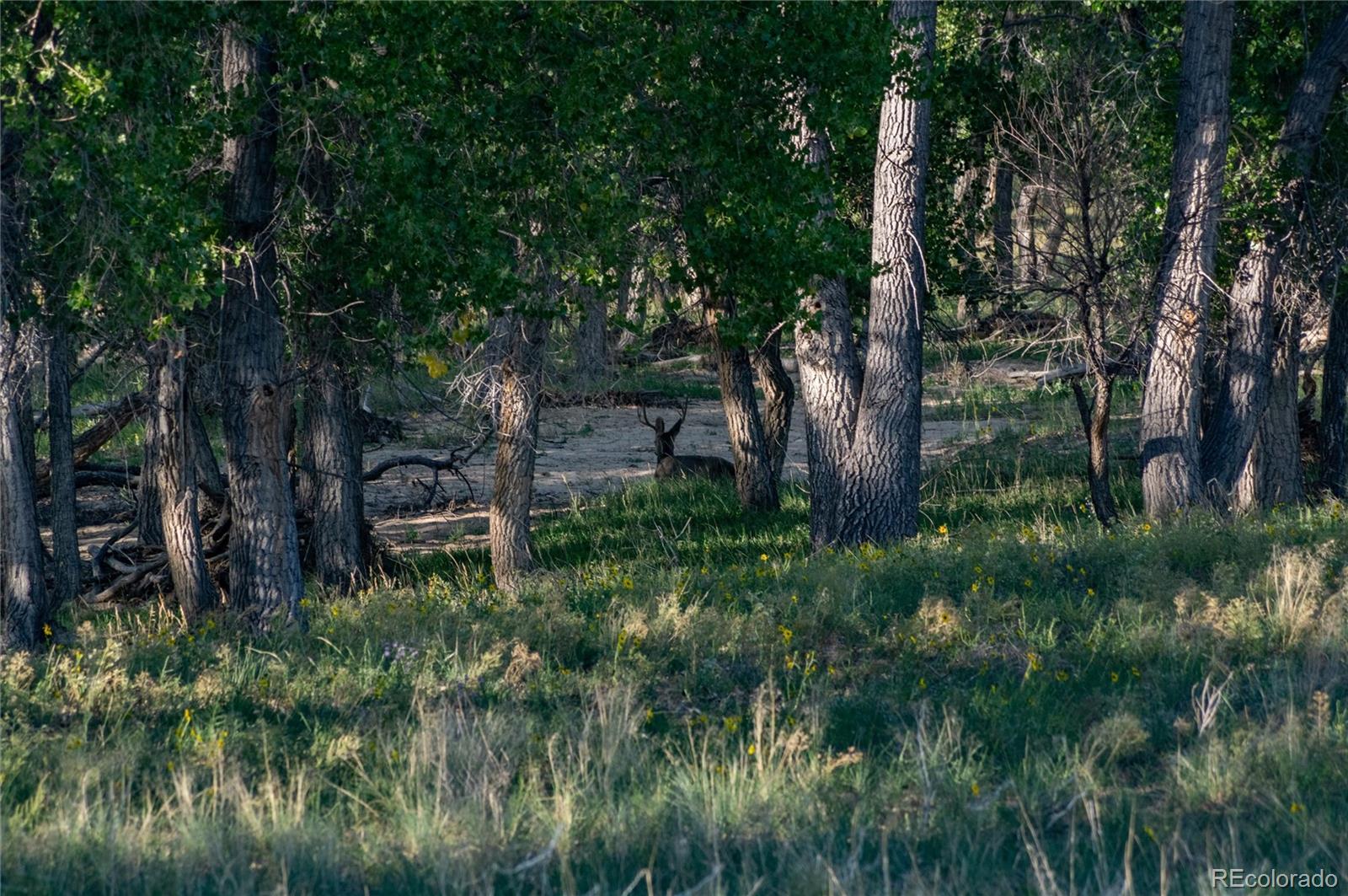 Parcel A W County Road 105, Ramah, CO 80832