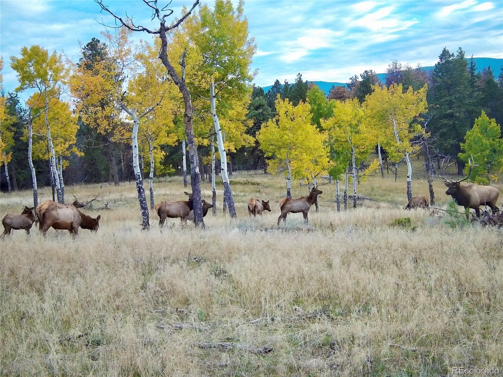 12434 S Us Hwy 285, Conifer, CO 80433
