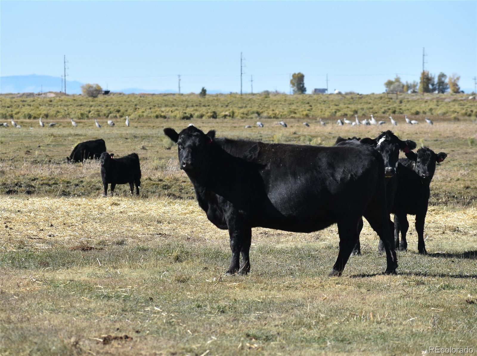 0 County Road 15 5, Blanca, CO 81123