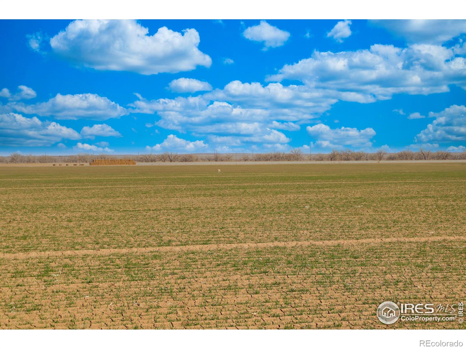 3699 County Road 5, Wiggins, CO 80654