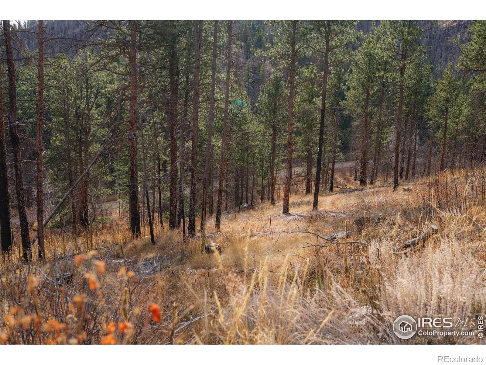 0 Cougar Cir Ct, Bellvue, CO 80512