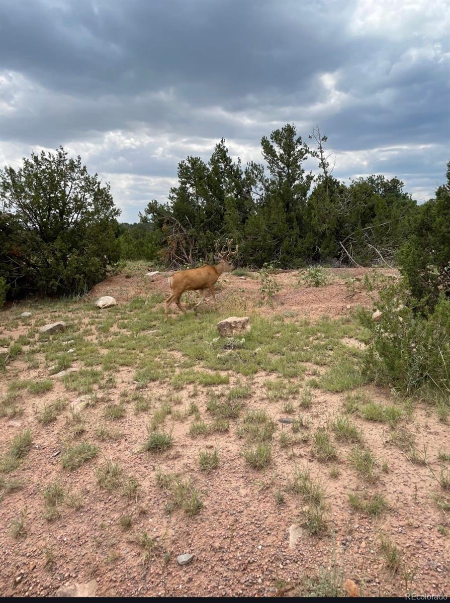 6179 84 County Rd, Florence, CO 81226