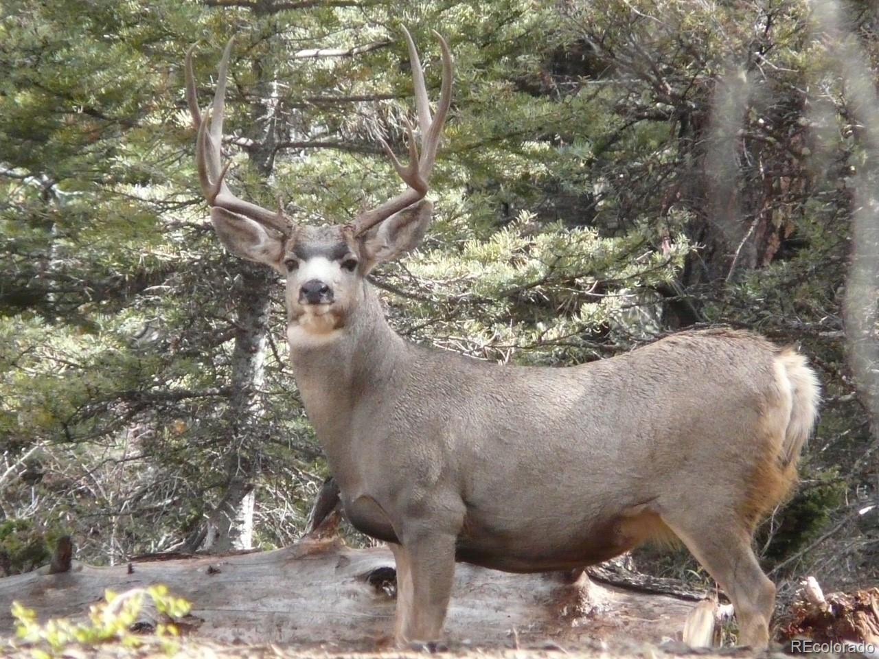 Lot 129 Flavin Ln Lot 129, Fort Garland, CO 81133