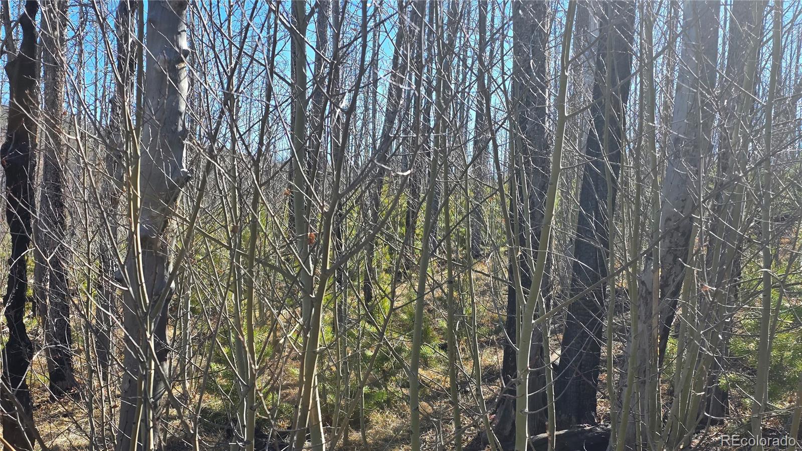 Lot 1470 Von Heyl Ln, Fort Garland, CO 81133