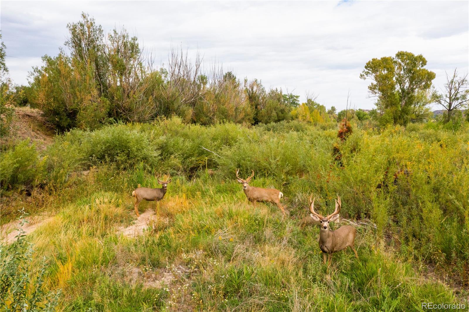1054 S Interstate 25, Castle Rock, CO 80104
