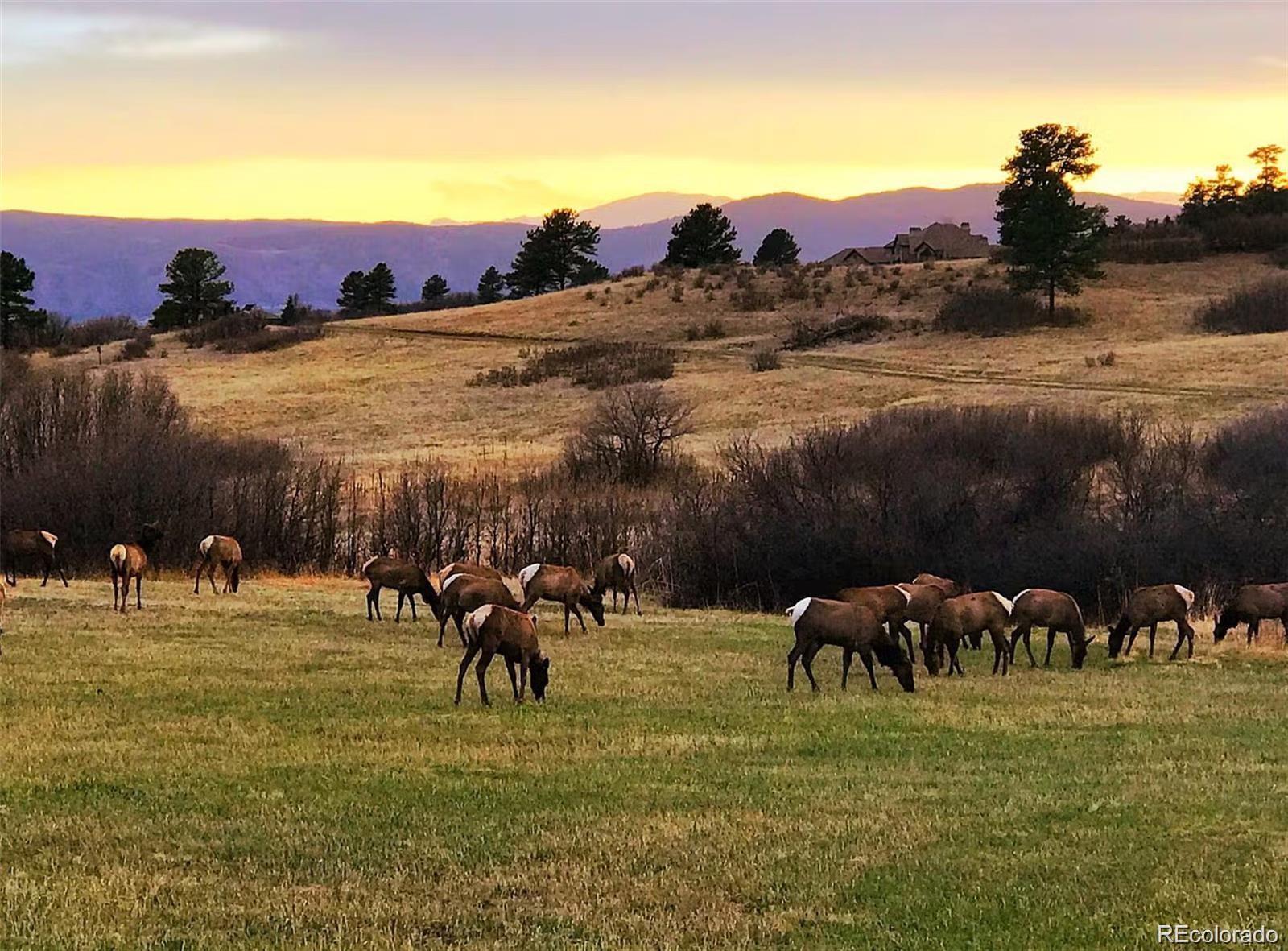 5301 Richmond Hill Ct, Castle Rock, CO 80108