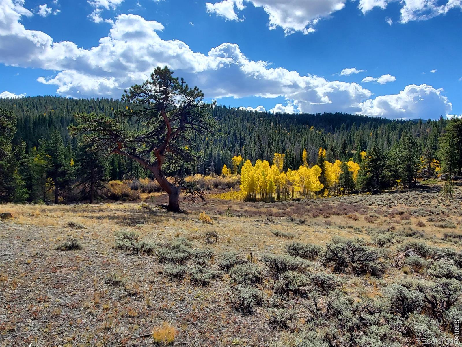 231 Modoc Ct, Red Feather Lakes, CO 80545