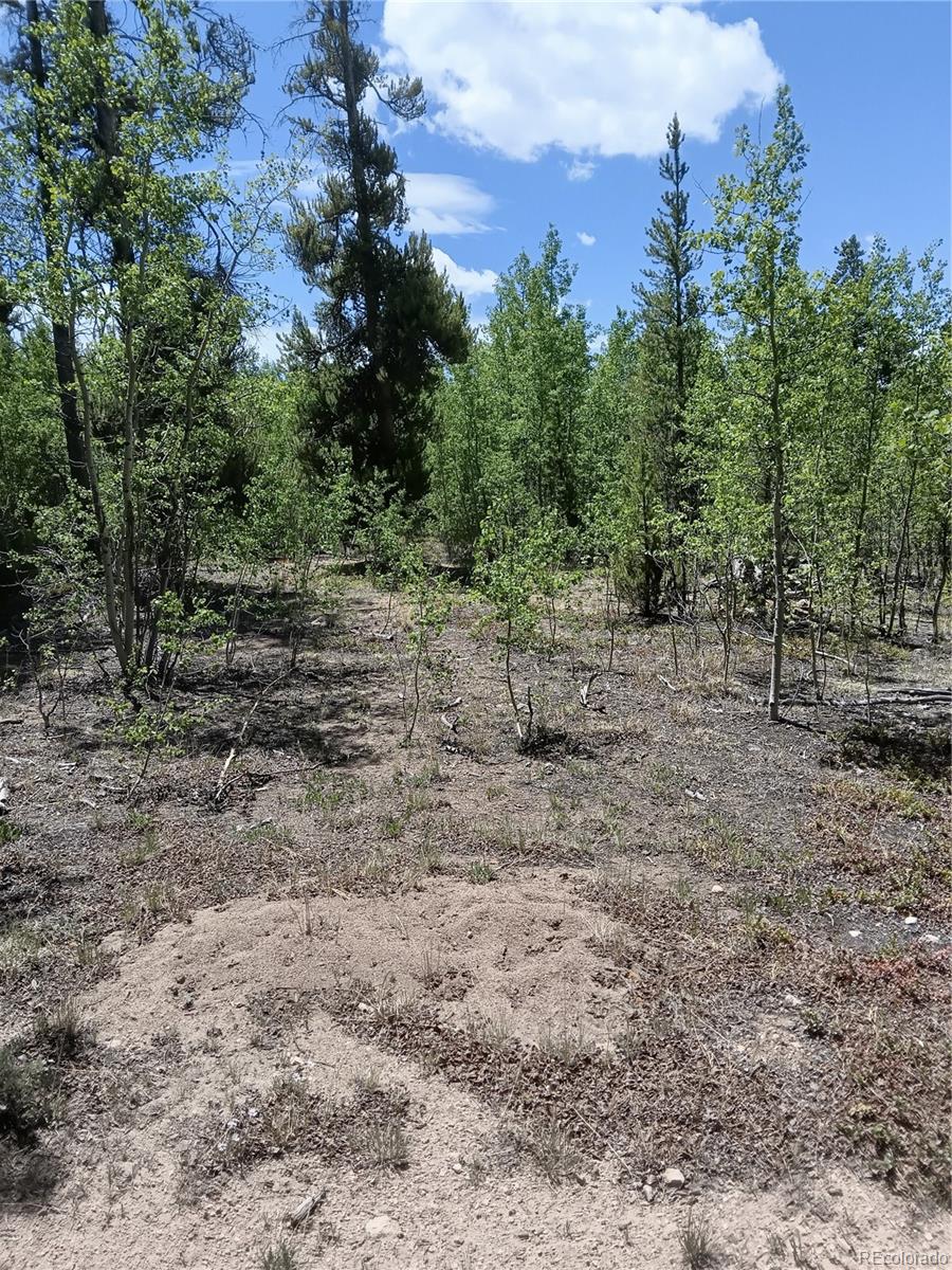 6020 Black Swan, Leadville, CO 80461