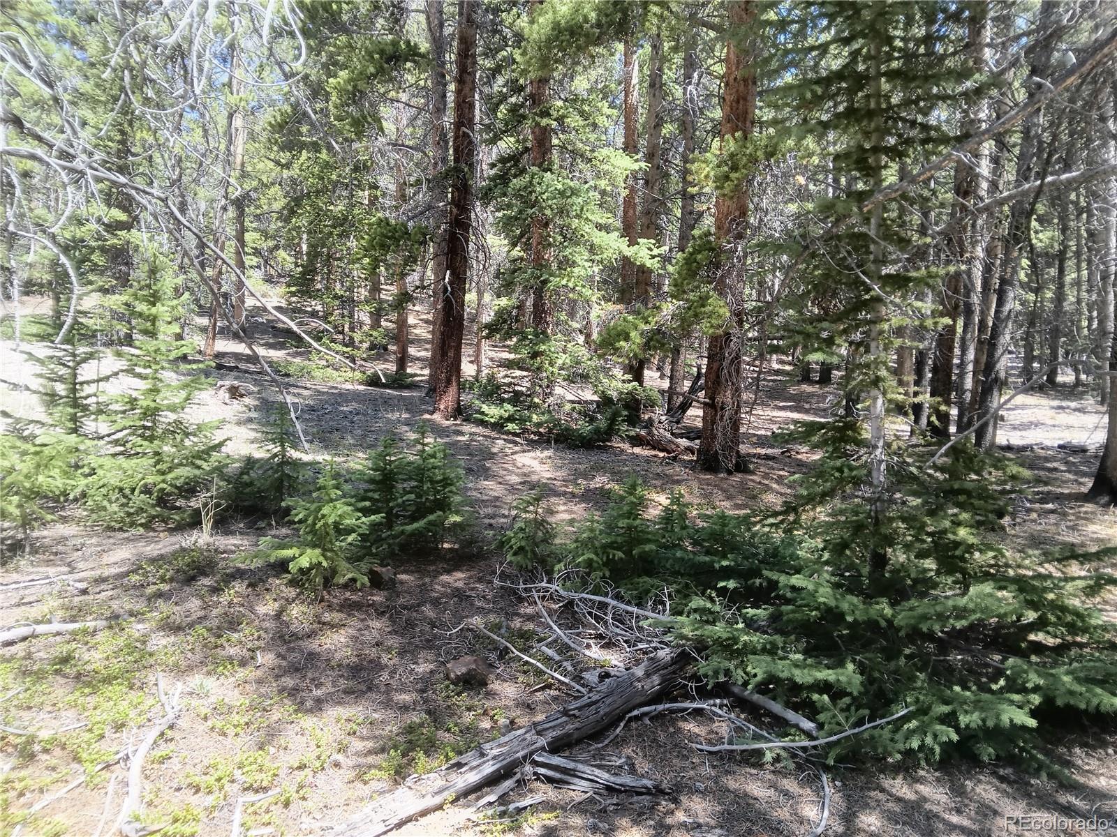 6020 Black Swan, Leadville, CO 80461
