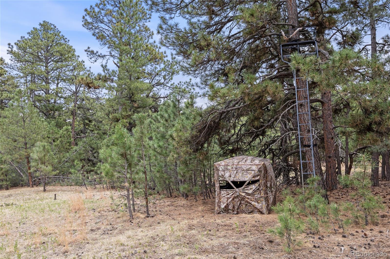 8653 N Teacup Rd, Elbert, CO 80106