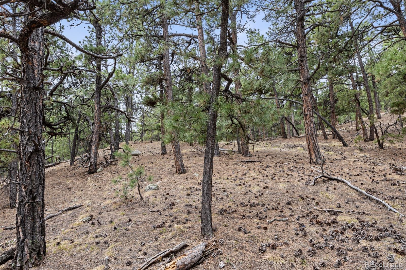 8653 N Teacup Rd, Elbert, CO 80106