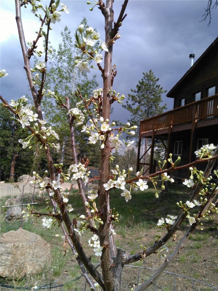 33508 Persistence Ave, Pine, CO 80470