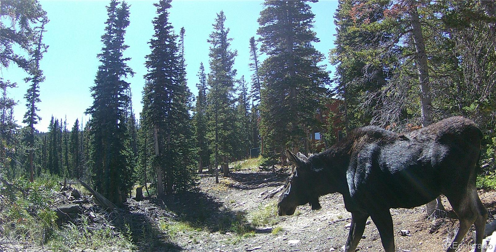 50 Puma Crossing, Fairplay, CO 80440