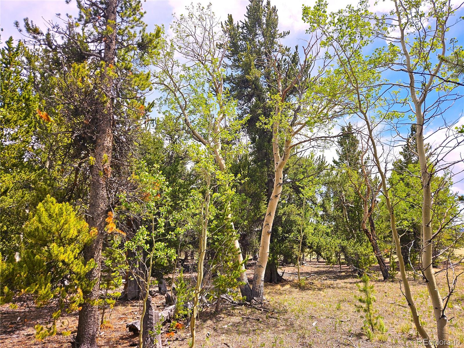 0 Foxtail Dr Lot 142, Fairplay, CO 80440