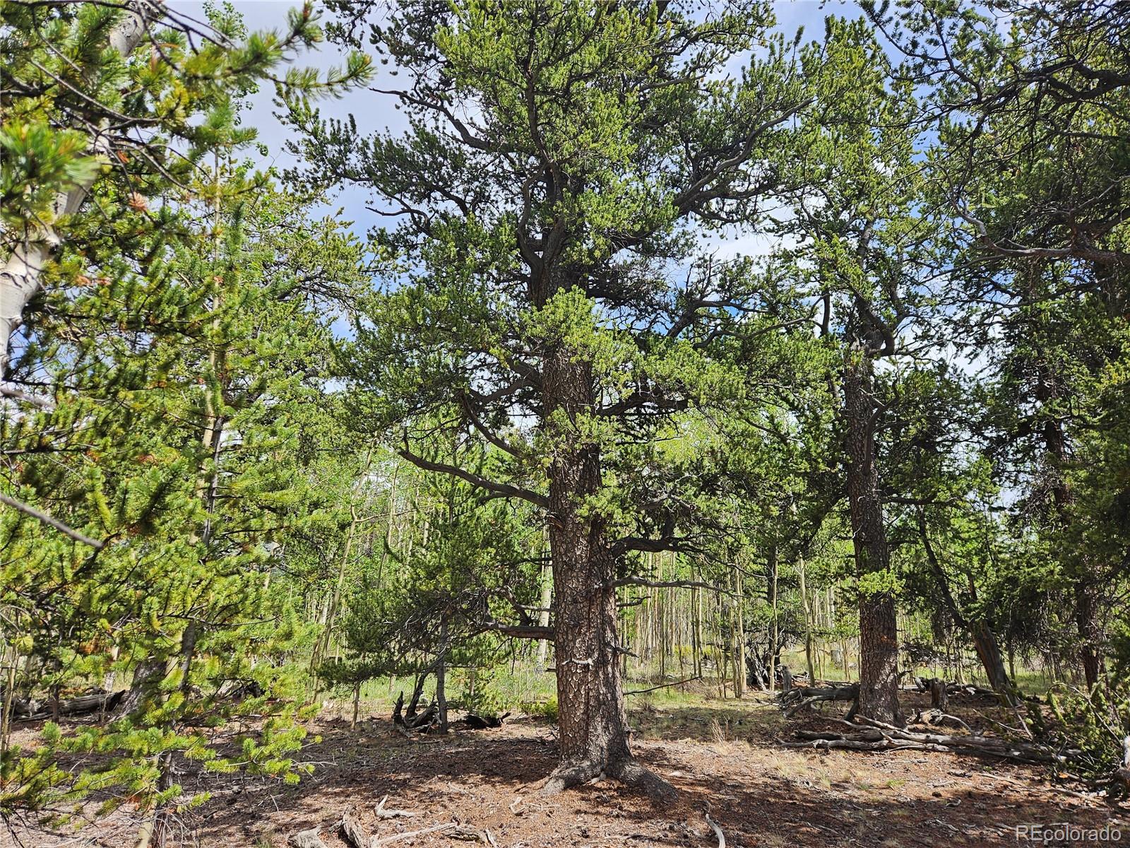 0 Foxtail Dr Lot 142, Fairplay, CO 80440