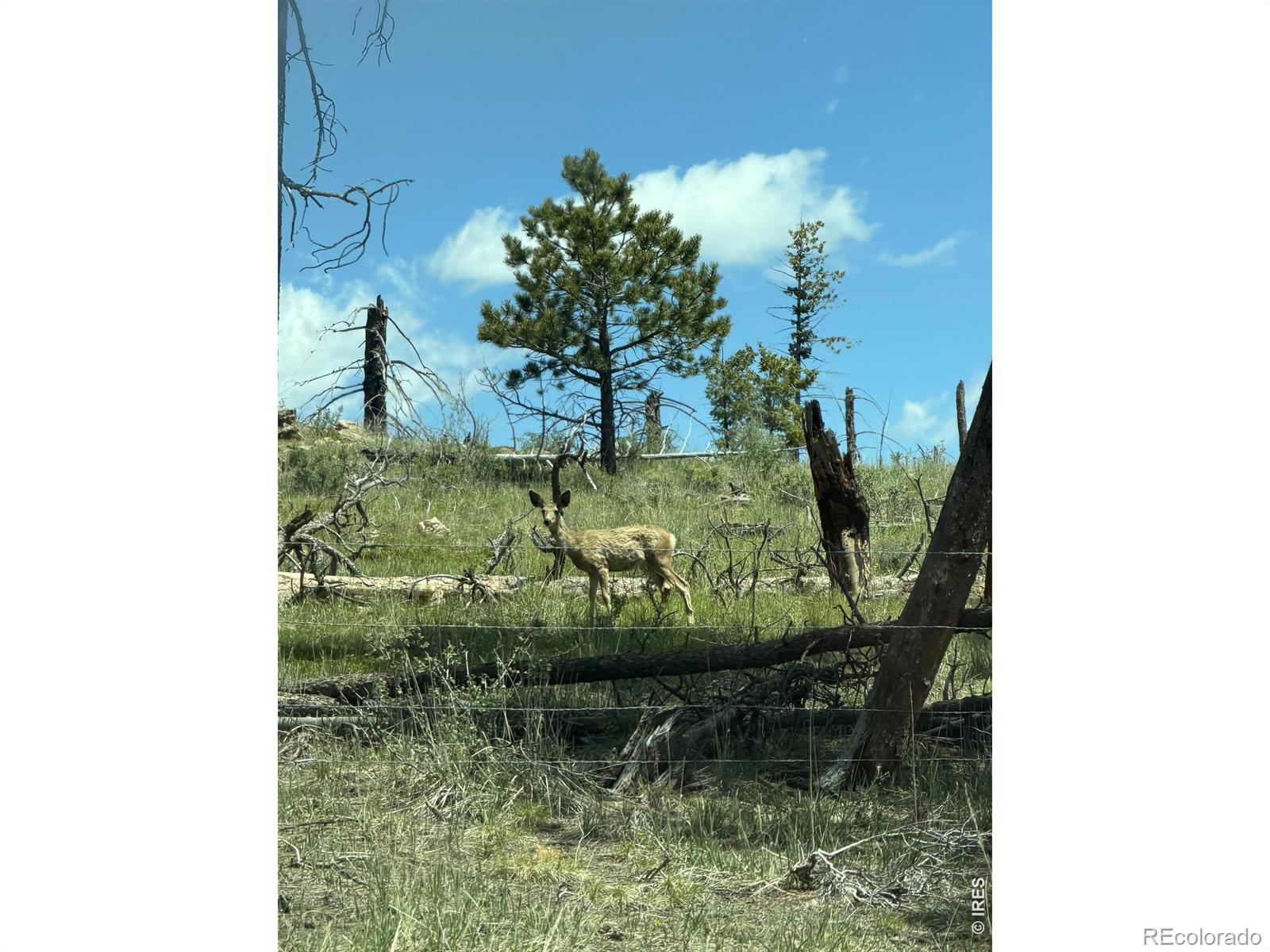 1989 Spencer Mountain Rd, Bellvue, CO 80512
