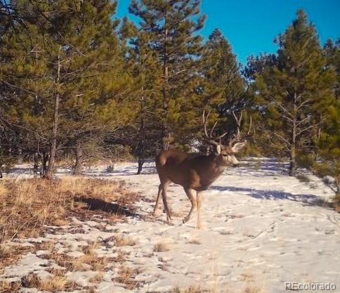 31572 Highway 9, Fairplay, CO 80440