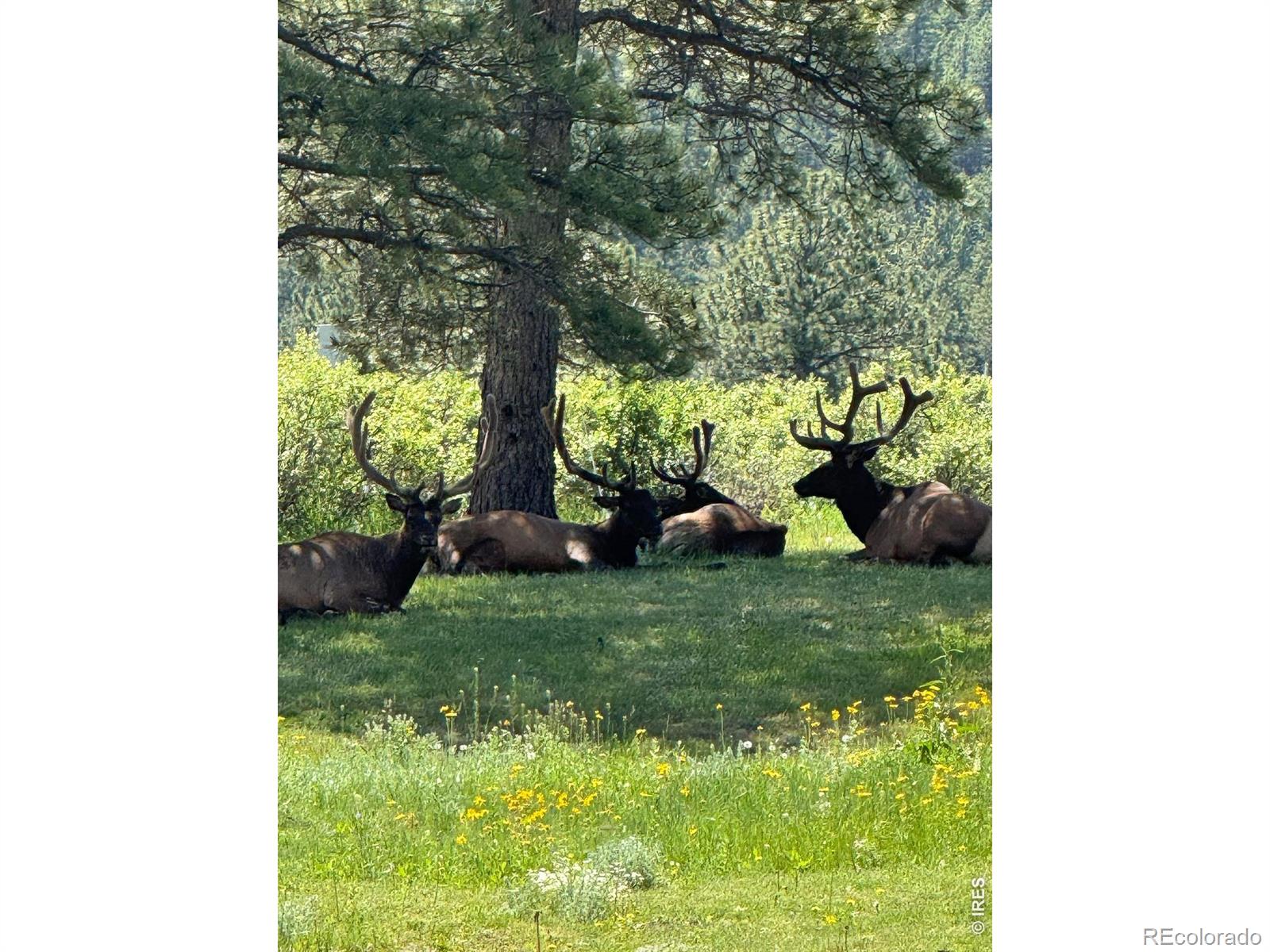 270 Choctaw Rd, Lyons, CO 80540