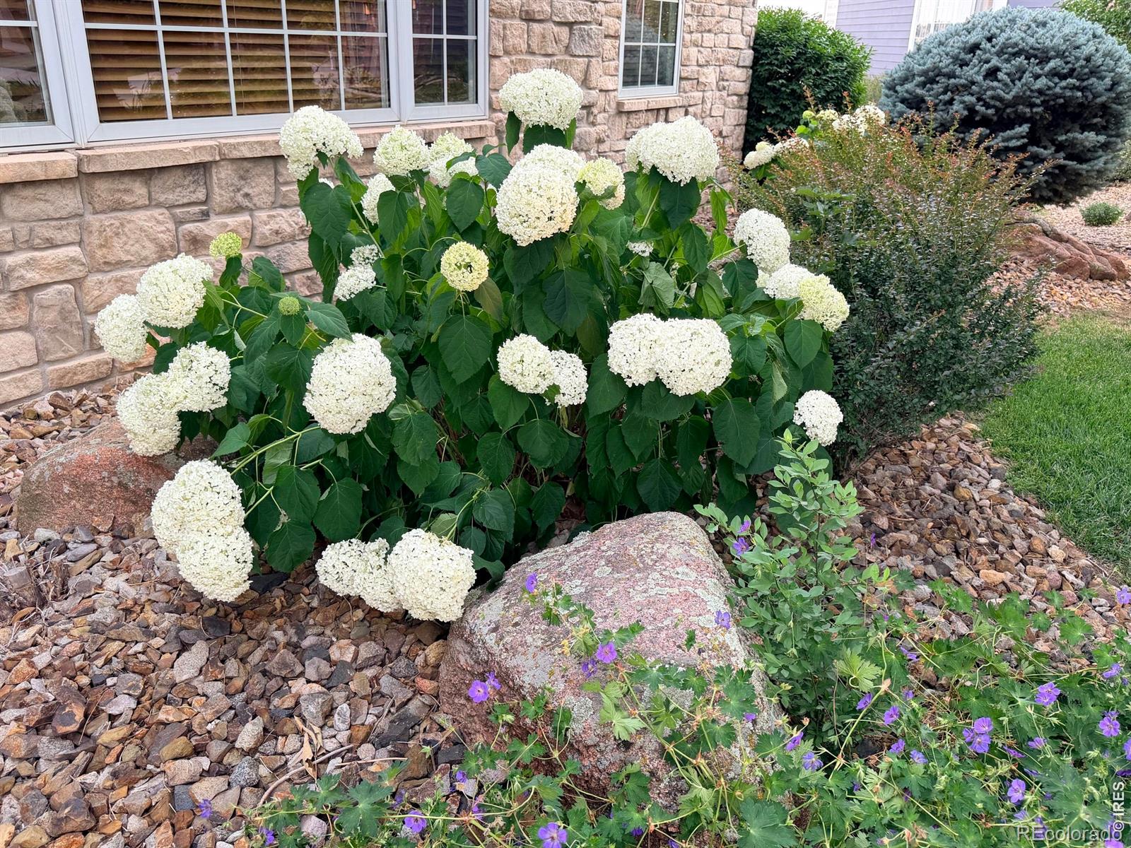 899 Panorama Pl, Windsor, CO 80550