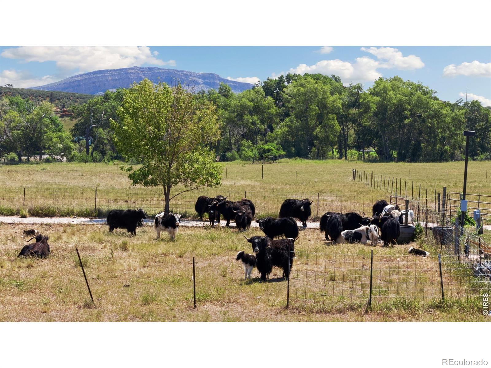 54 Rist View Rd, Bellvue, CO 80512
