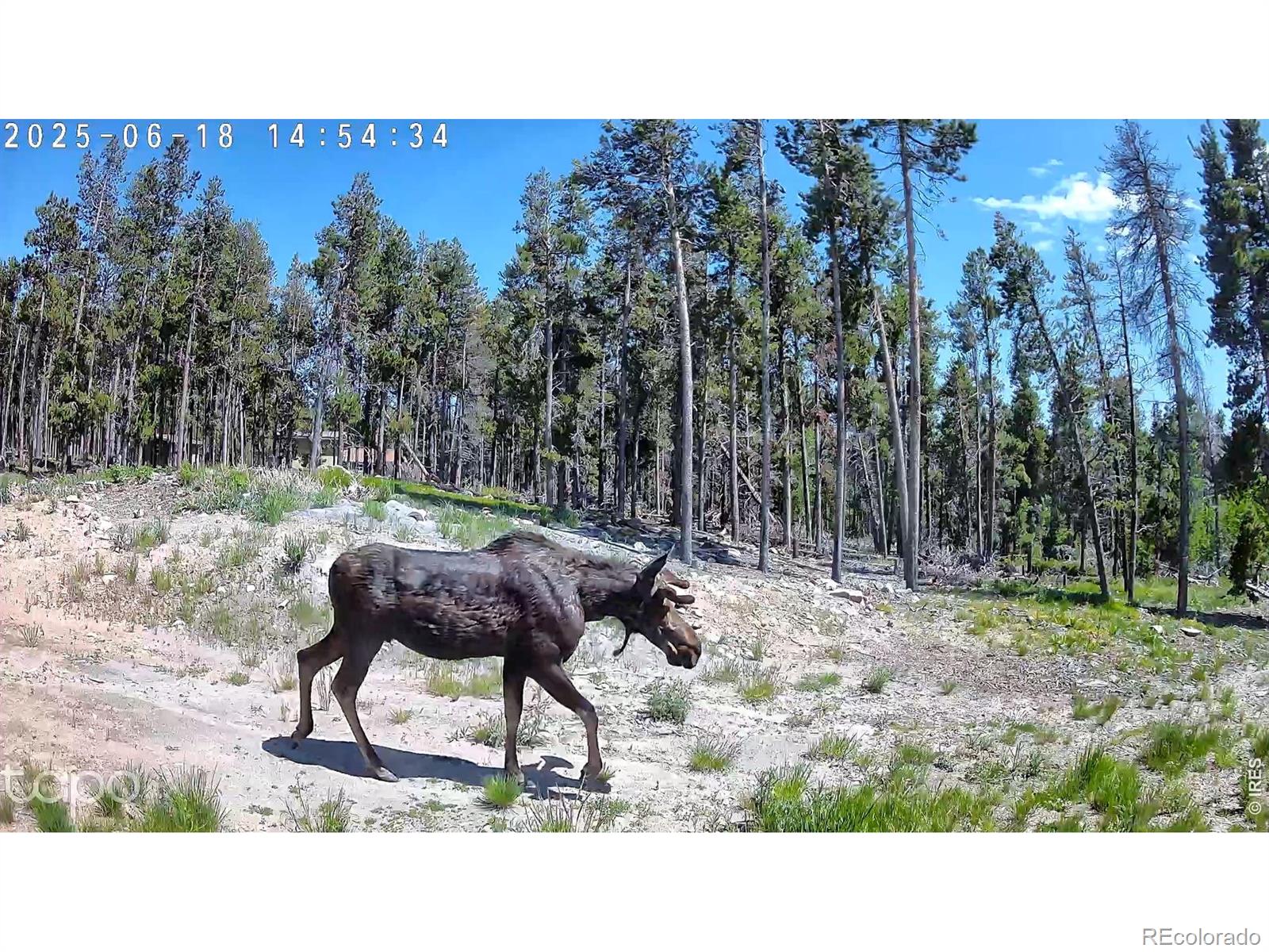 5431 Storm Mountain Dr, Drake, CO 80515