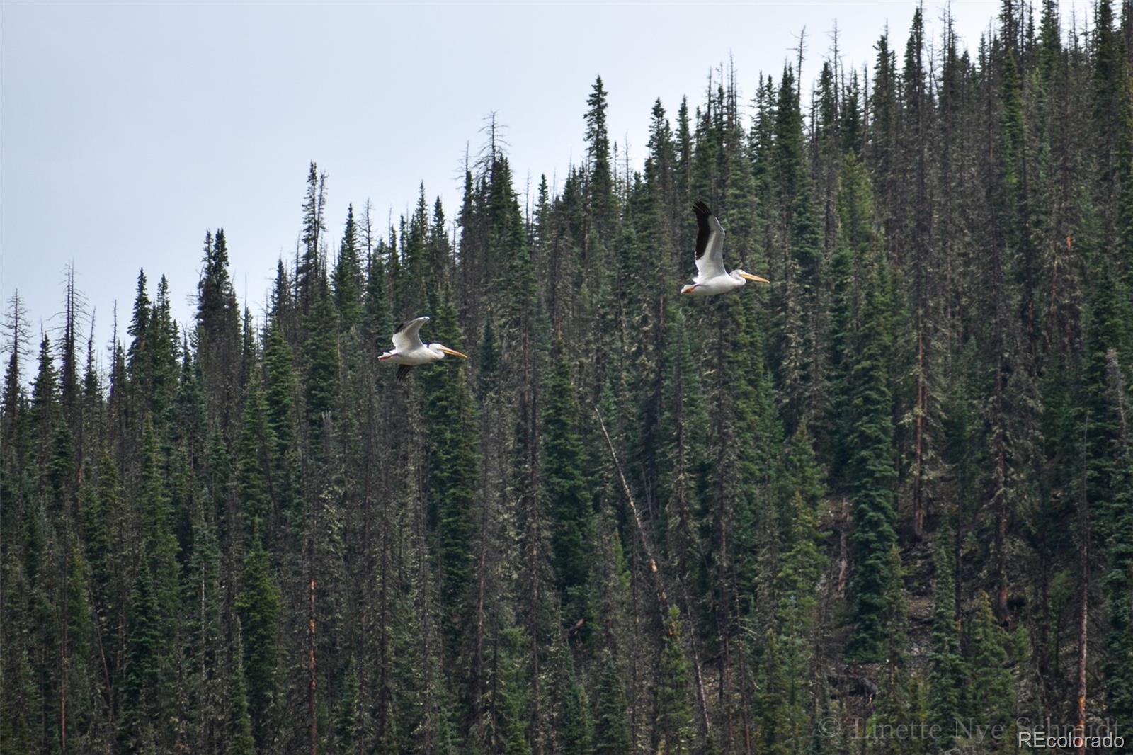 4100 Usfs 515 Rd #286, Creede, CO 81130