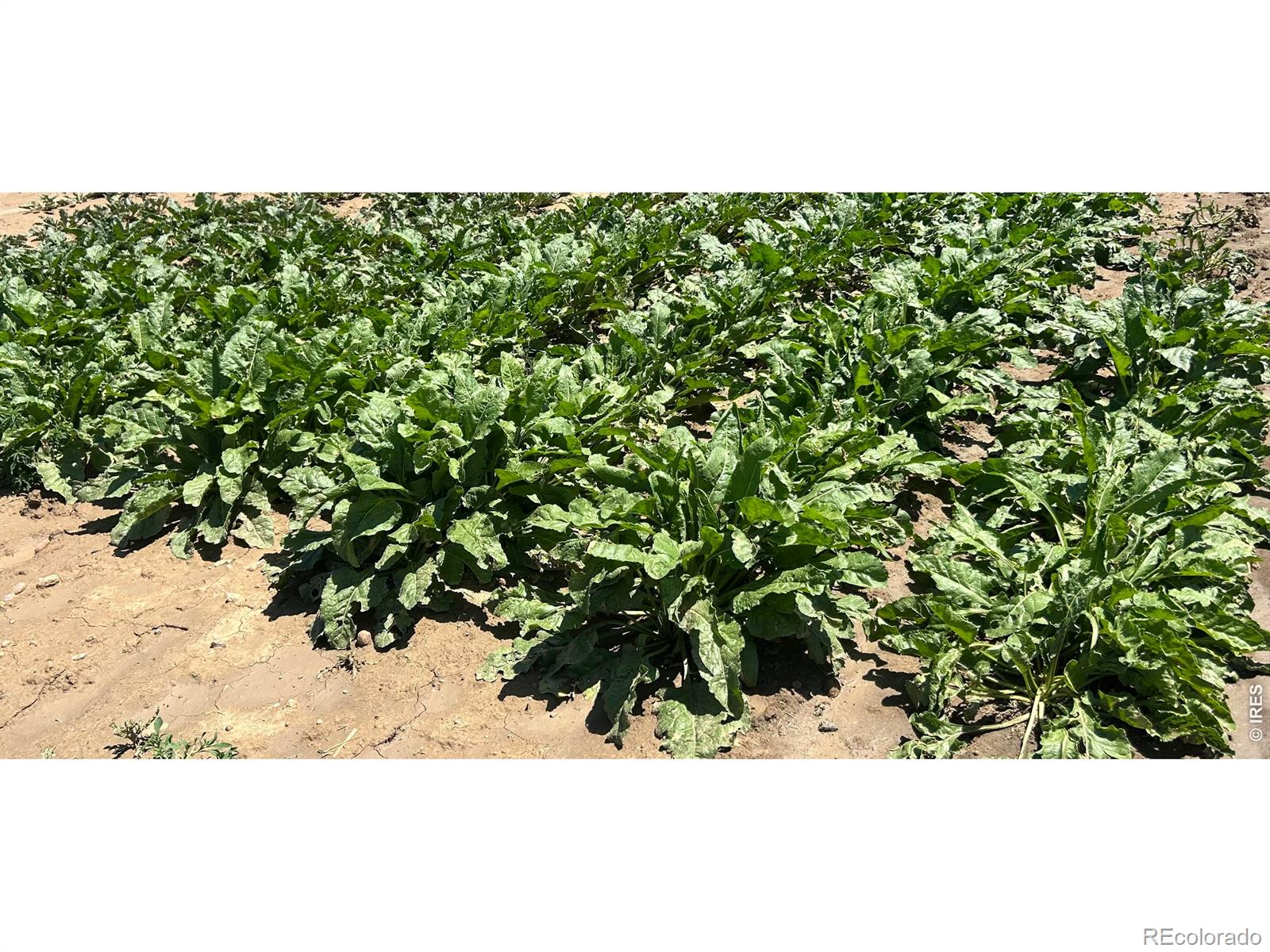 0 Wcr 23, Windsor, CO 80550