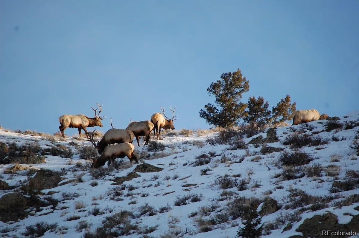 301 Wilder Mountain Rd, Almont, CO 81210