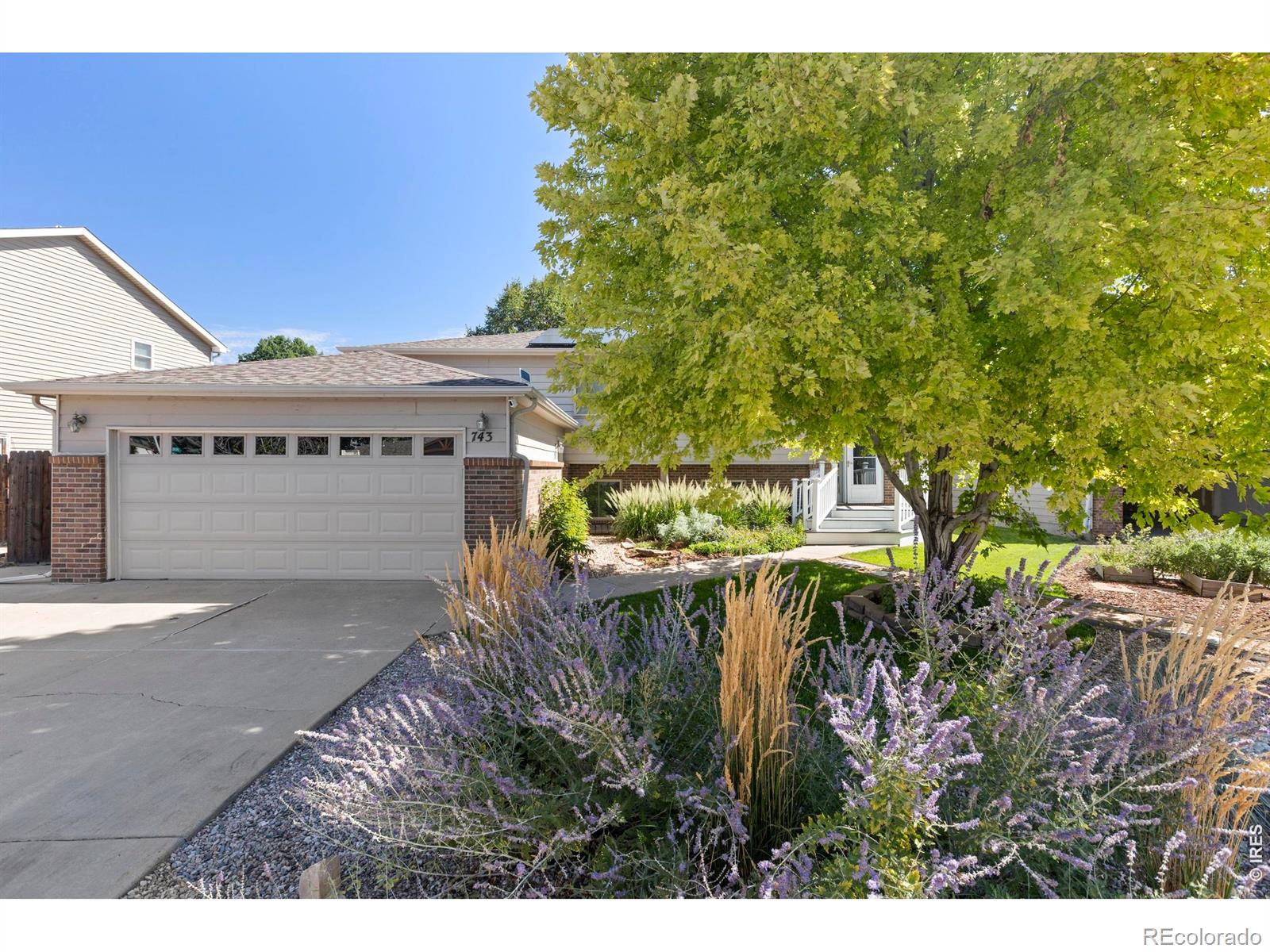 743 Ponderosa Dr, Windsor, CO 80550