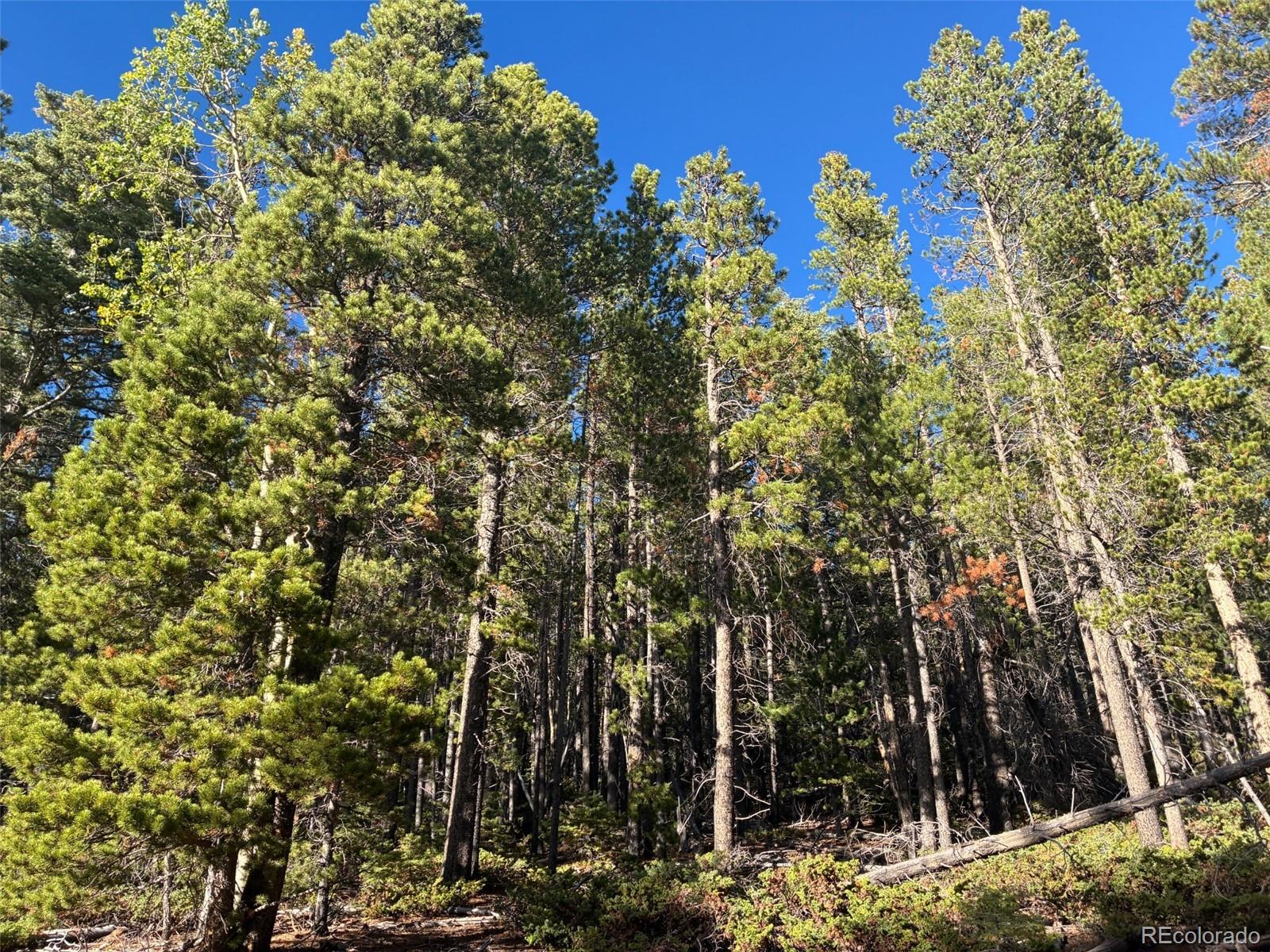 LOT 3160 Purnell Ln, Fort Garland, CO 81133