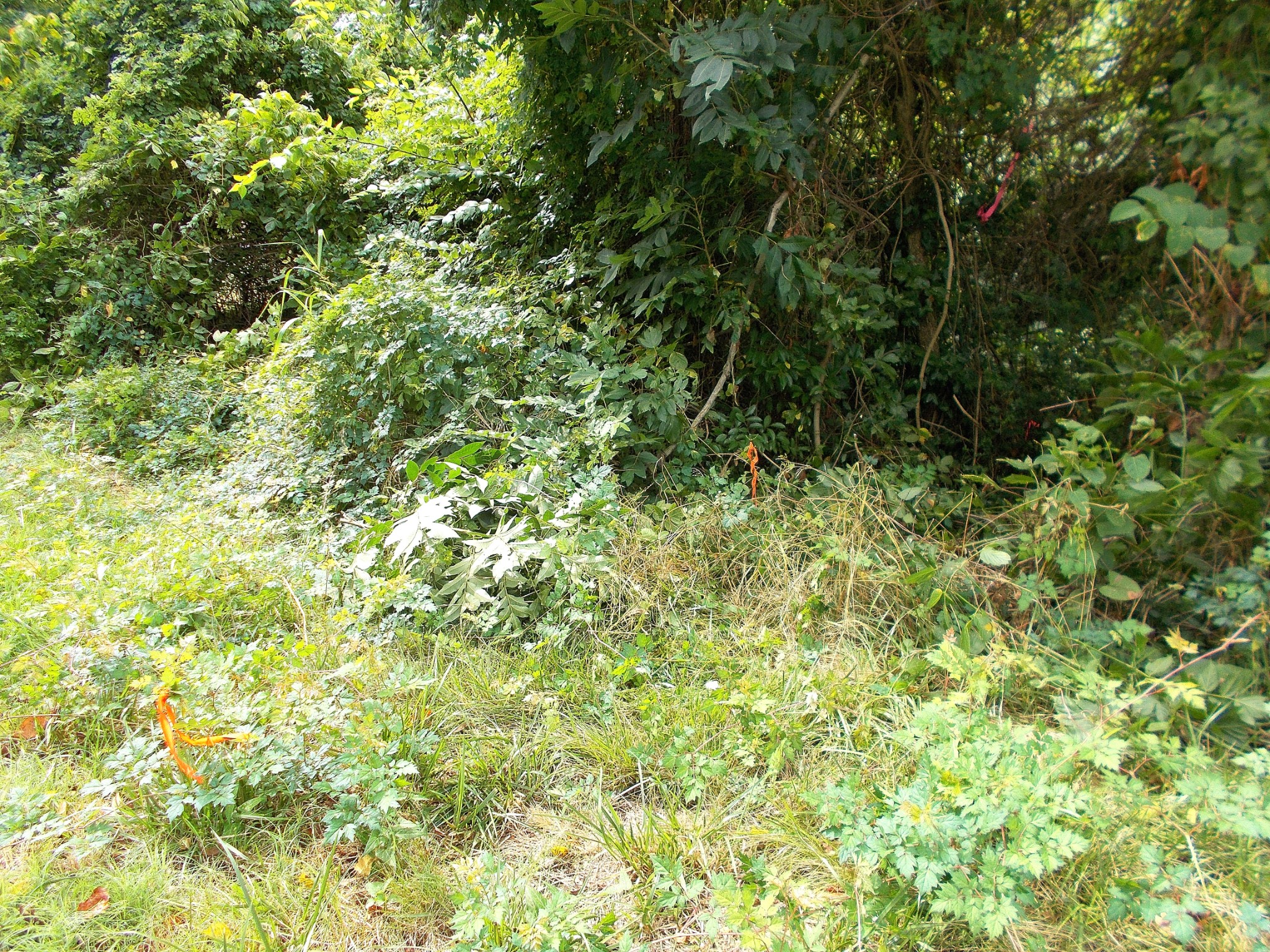 0 W Walnut St, Dickson, TN 37055
