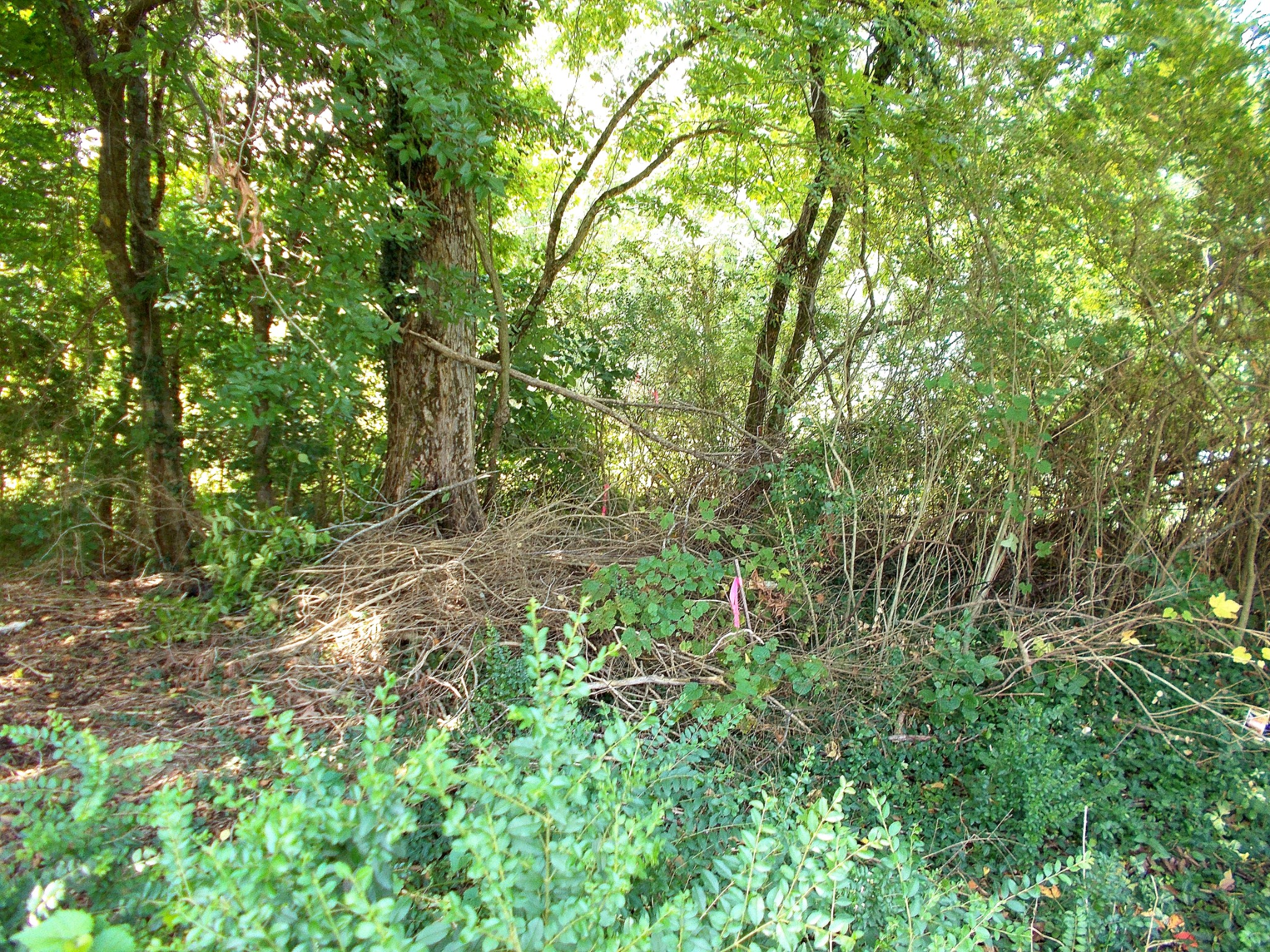0 W Walnut St, Dickson, TN 37055
