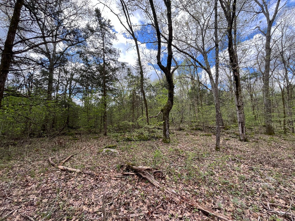 777 Holly Grove Rd, Lascassas, TN 37085