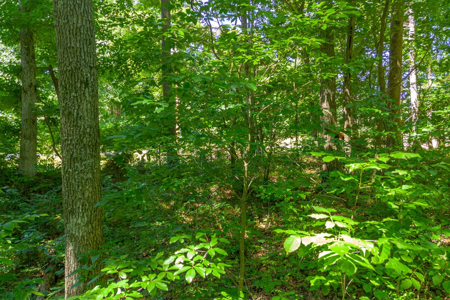 0 Chestnut Ridge Rd, Santa Fe, TN 38482