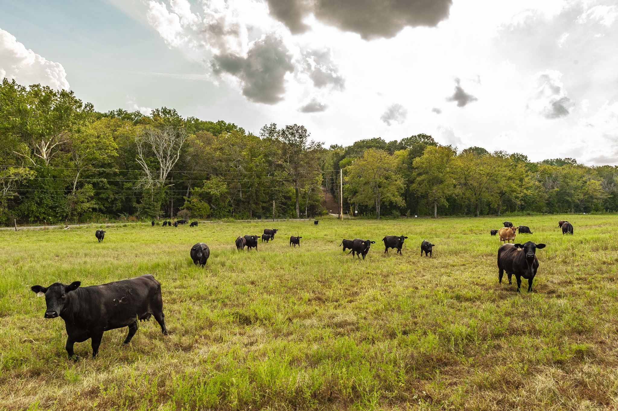 724 Deshea Creek Rd, Gallatin, TN 37066
